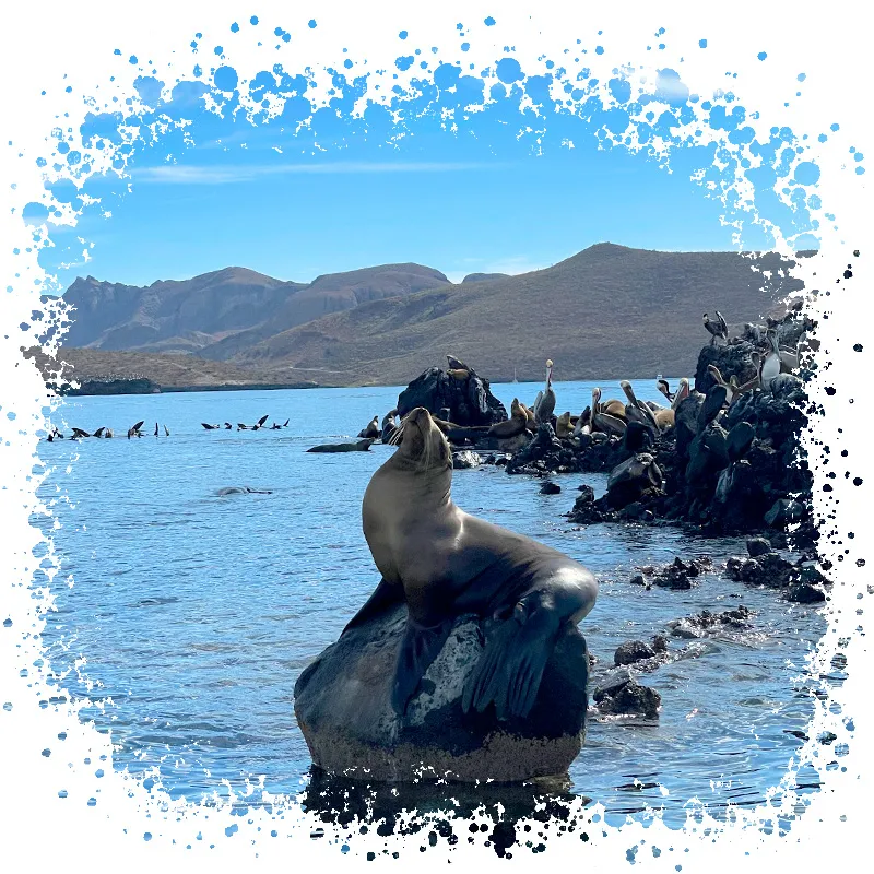 Whale Shark, Balandra & Sea Lions Combo